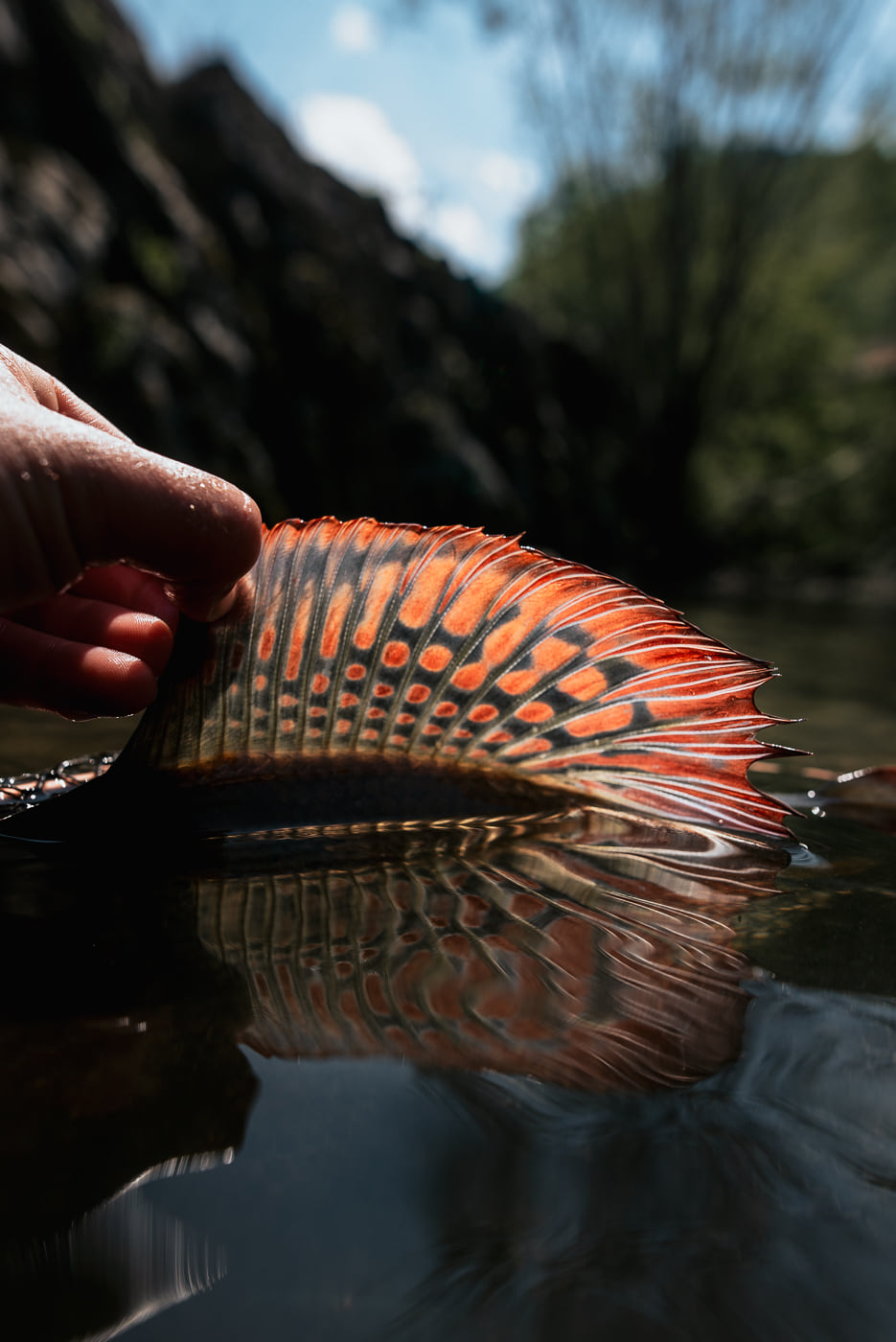 croatia-fly-fishing-species