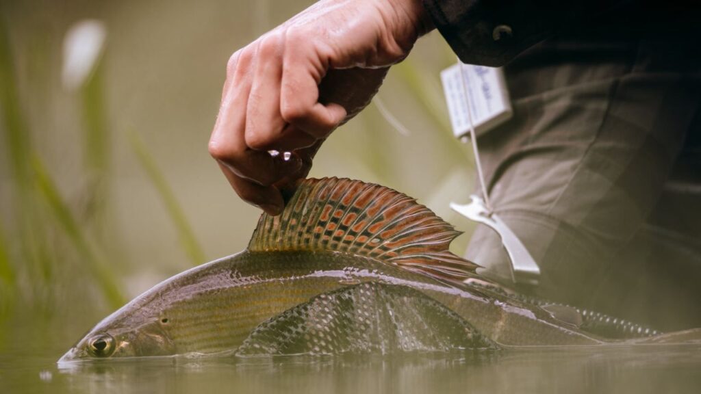 croatia-fly-fishing-season